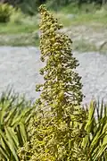 Inflorescence of a plant at Aoraki / Mount Cook National Park