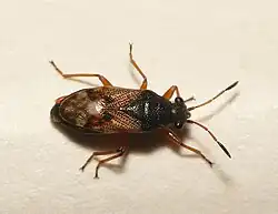 Bug (Acompus rufipes)