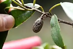 Actinidia rubricaulis var. coriacea
