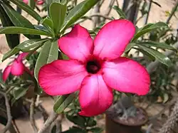 Adenium multiflorum x obesum "Mad 29" (Apocynaceae)