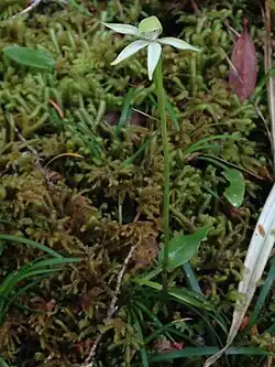 The growth habit, with its singular, stem, leaf, and flower.