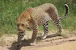 Spotted leopard walking in front of grass