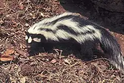 An animal with black fur and white stripes walking on leaves as viewed from slightly above