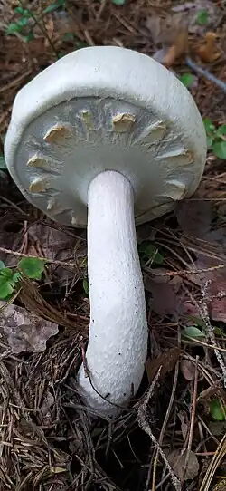 Stellate or cogweel veil on an Agaricus species