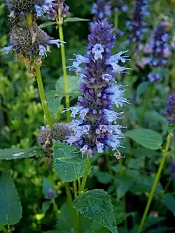 Tightly packed inflorescence with tubular blue flowers and prominent stamens on a tall stem with very pointed heart shaped opposite leaves