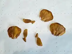 Scales and seeds from female cone