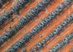 Straight rows of spiky leaved plants packed into rows, one after another, photographed from above. They make continuous gray-blue lines with only a few volunteer plants straying into the reddish areas bare soil between each row.