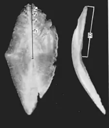 Left: Right otolith and cross section of S. gilberti