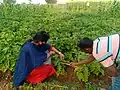 Agriculturists attending to the brinjal crop in a field