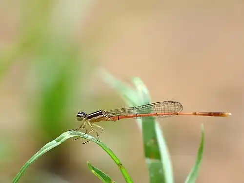 Agriocnemis splendidissima juvenile male