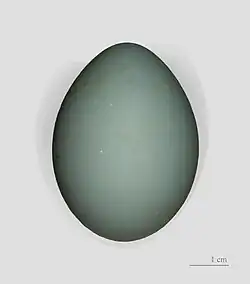 egg