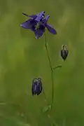 Thalictroideae: Aquilegia vulgaris