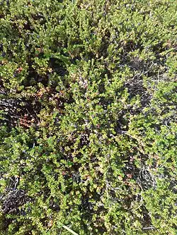 Alaskan crowberry