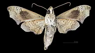 Female ventral (coll.MHNT)