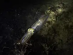 European common squid