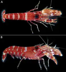 Top and side view of a red and white shrimp