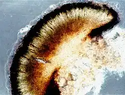 Photograph of a cross section of an apothecium from A. punctata taken through a compound microscope, x400. (The exciple is uniformly pigmented dark brown; the epihymenium is brown; the hypothecium is brown black.)