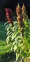 Popping amaranth (Amaranthus sp.)