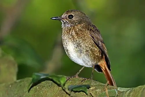 female Amber mountain rock thrush M. s. erythronotus