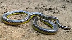Amblyodipsas type species; eastern purple-glossed snake (A. microphthalma)