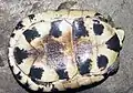 Plastron of C. a. kamaroma
