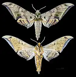 Ambulyx schauffelbergeri