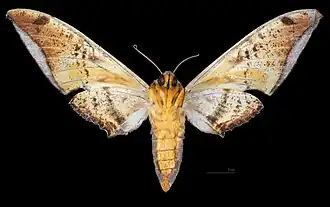 Ambulyx sericeipennis joiceyi female, ventral view