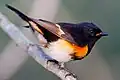 American redstart of Quintana, Texas
