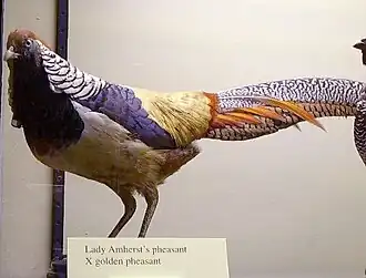 Lady Amherst's pheasant × golden pheasant