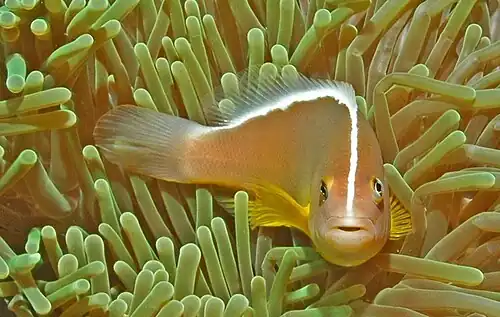 Clownfish with horizontal bar across back
