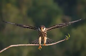 Amur falcon female in flight, Tengragiri Wildlife Sanctuary, Bangladesh