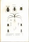Plate 8 from: C.J.-B. Amyot and J. G. Audinet-Serville (1843). Histoire naturelle des insectes. Hémiptères. Paris, Librairie encyclopédique de Roret.