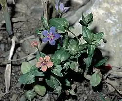L.&nbsp;arvensis f. azurea together with a colour variant closer to f. carnea