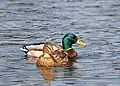 Mallard (male and female)