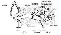 Image 9Schematic anatomy of the ear. In dogs, the ear canal has a "L" shape, with the vertical canal (first half) and the horizontal canal (deeper half, ending with the eardrum) (from Dog anatomy)