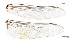 Dorsal view of the right wings of a male