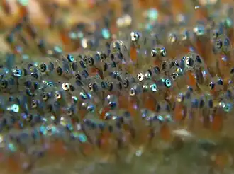 Many eggs with fish eyes and yolk sacs showing