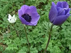Poppy anemone - Anemone coronaria