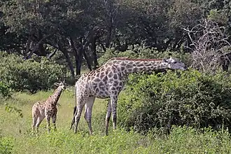 Female with young 2 months Chobe National Park