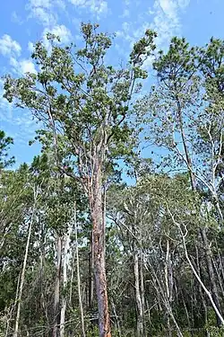 Mature Angophora leiocarpa