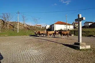 The old square, with pelourinho or parish marker, as farmer transports cows to better grazing