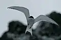 Antarctic tern in flight, seen from below.