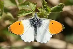 A mostly white butterfly with orange-tipped wings