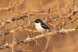 sunbird with black upper body, white undersides, metallic bluish-green patch on shoulder, and thick black bill