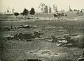 Dead Confederate artillery horses[16]