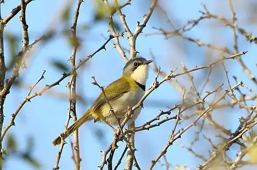 Rudd's apalis, a localized endemic