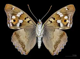 Apatura ilia ilia f. clytie, male ventral
