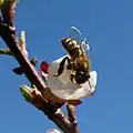 A pollination of an apricot tree blossom by a honey bee in Czech Republic