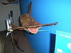 Museum of Rhodes Aquarium, smooth hammerhead shark