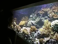 Photo of water, coral, and fish behind a glass wall.